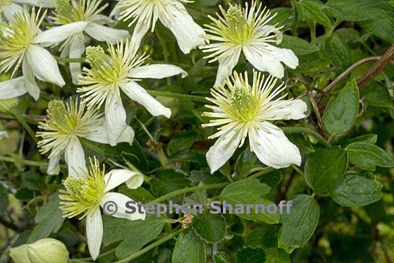 clematis lasiantha 6 graphic